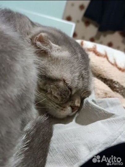 Вислоухая кошка бесплатно вязка