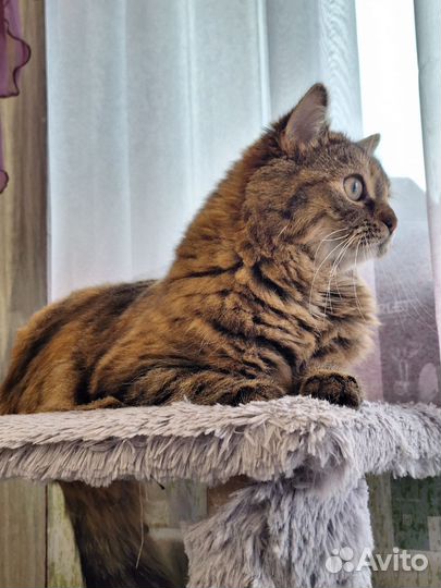 Кошка в дар бесплатно