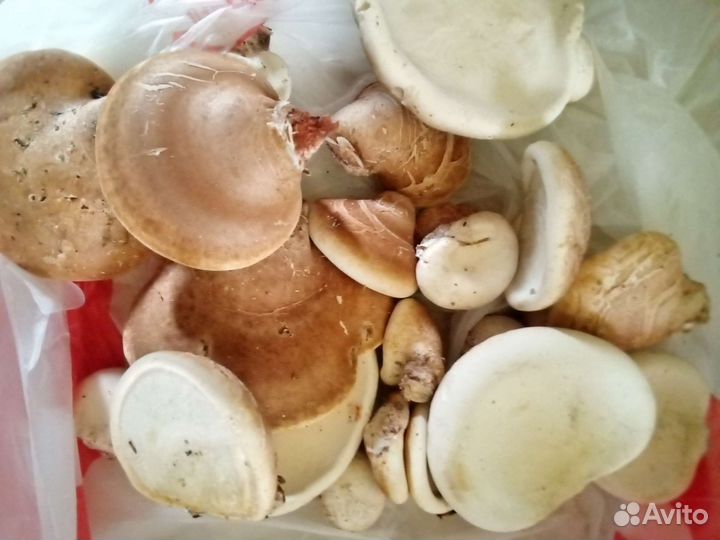 Продаю семена подорожника и лопуха для посадки