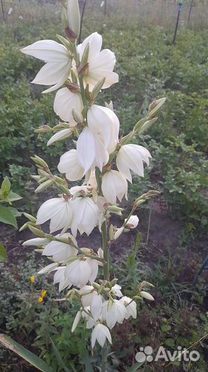 Юкка нитчатая