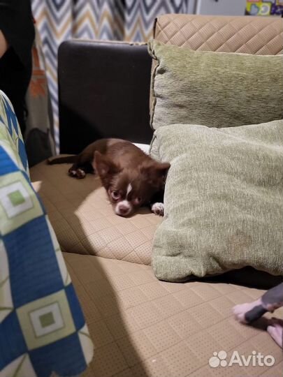 Порода чихуахуа