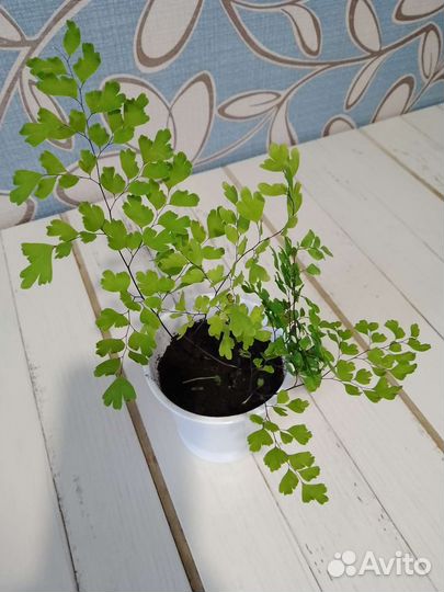 Папоротник Адиантум (венерин волос)