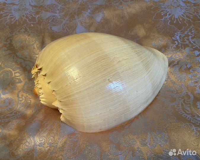 Старинная морская раковина Melo broderipii