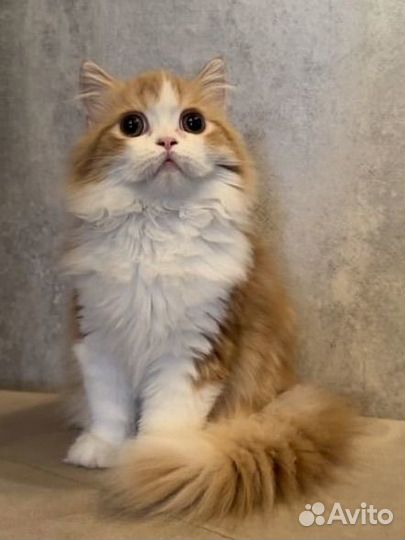 Шотландский мальчик