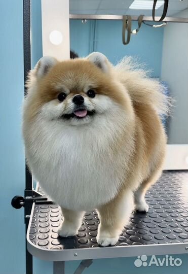 Груминг, стрижка собак