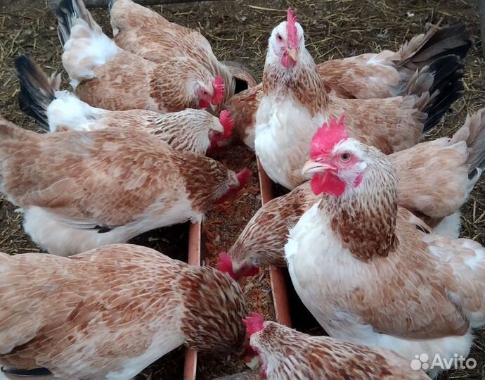 Инкубационное яйцо породных кур