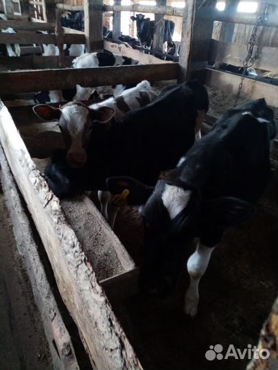 Бычки голштины