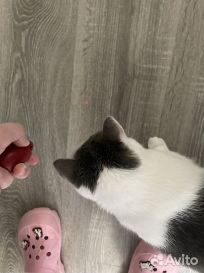 Лазерная указка игрушка для кошки кошек
