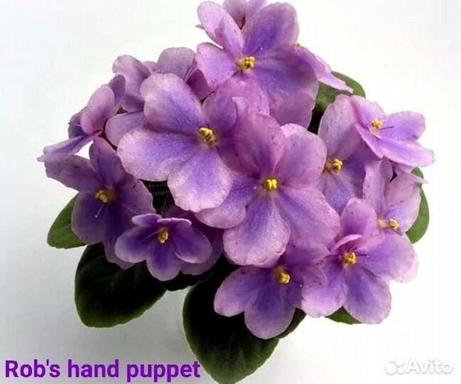 Фиалка сенполия сортовая Rob's hand puppet