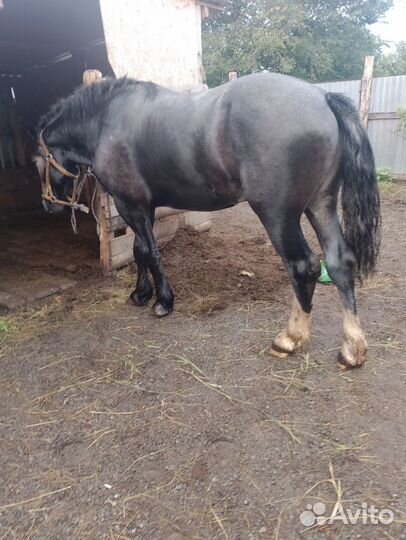 Жеребец 2.5 года