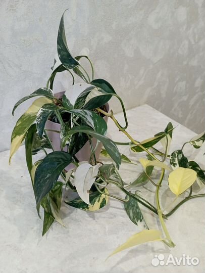 Эпипремнум