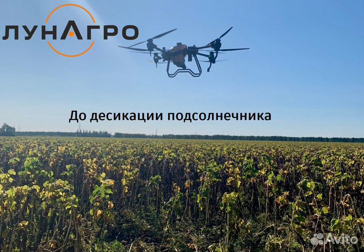 Обработка, опрыскивание полей дронами. Десикация