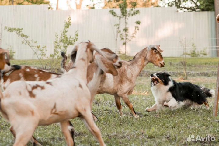 Пастух для Вашей фермы или хозяйства -бордер колли