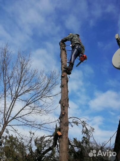 Спил деревьев