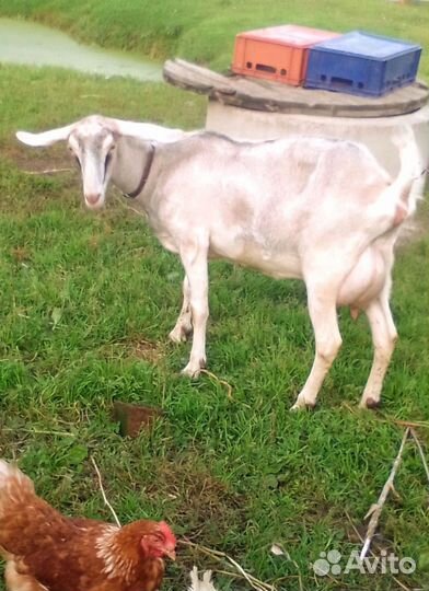 Дойные козы