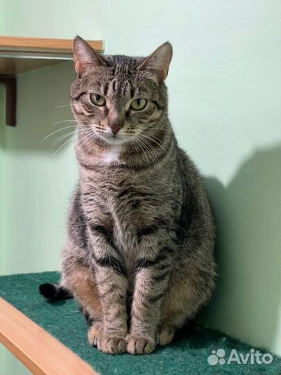 Отдам в хорошие руки