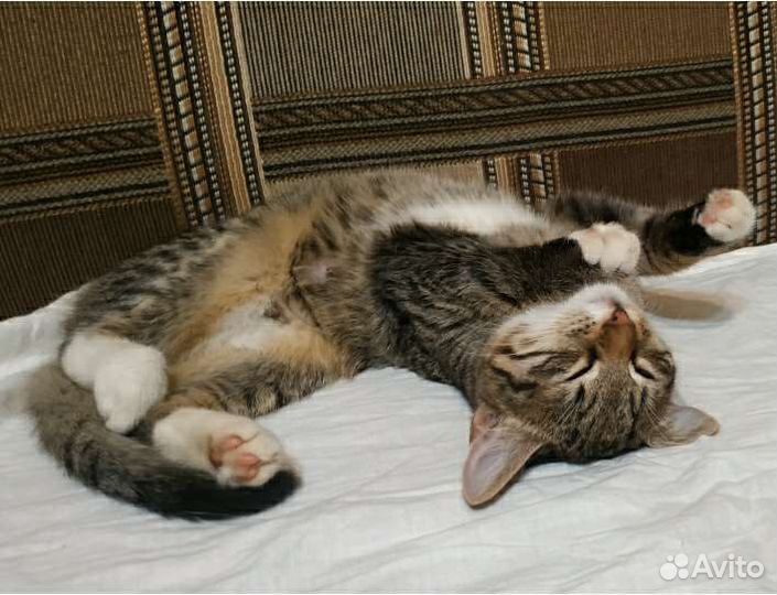 Квартирная передержка