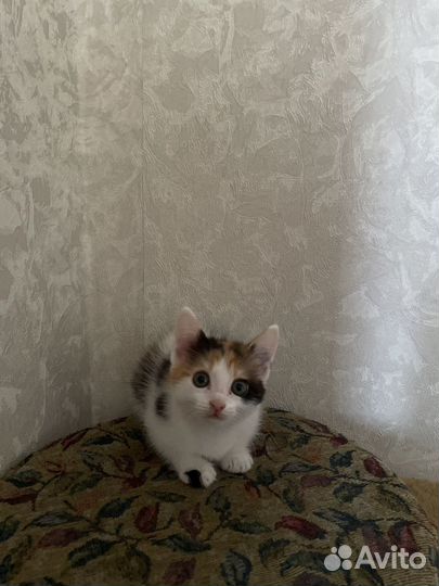 Кошка бесплатно