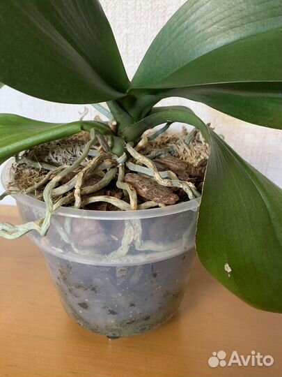 Орхидея фаленопсис Чармер