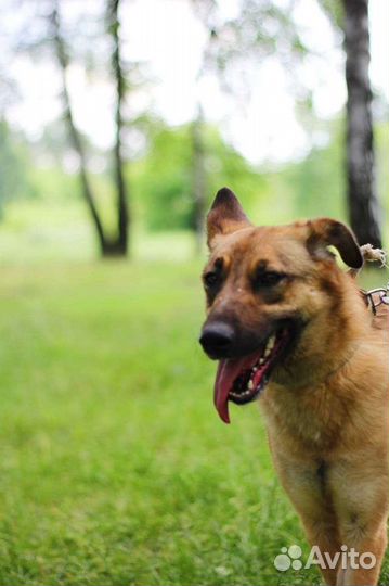 Собака из приюта в добрые руки
