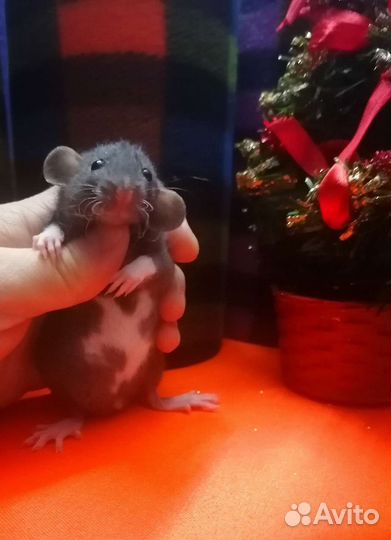 Ручные крысята дамбо. Крыса. Клетки