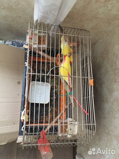 Попугай неразлучники пара