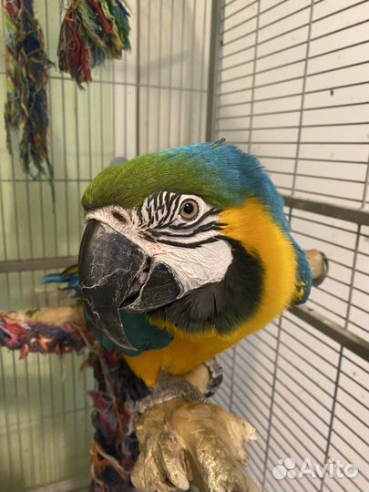 Ручные попугаи для фотосесии