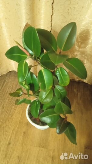 Комнатные растения:кактусы,фикусы