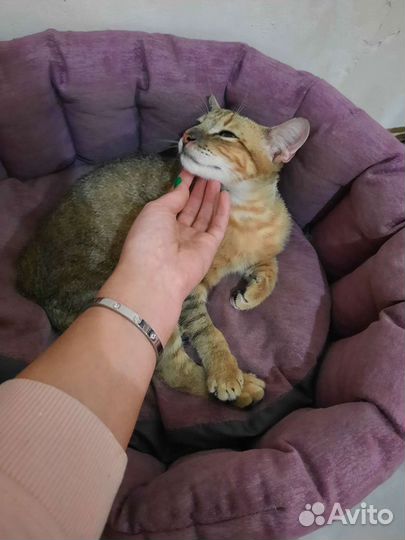 Передержка кошек домашняя