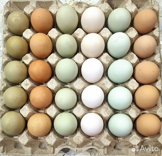 Инкубационное яйцо кур несушек