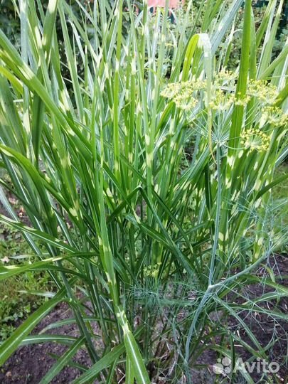 Мискантус зебрина. Осока