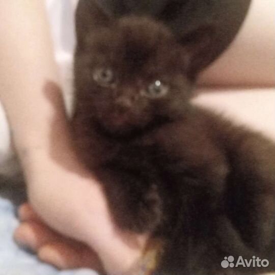 Черный котенок