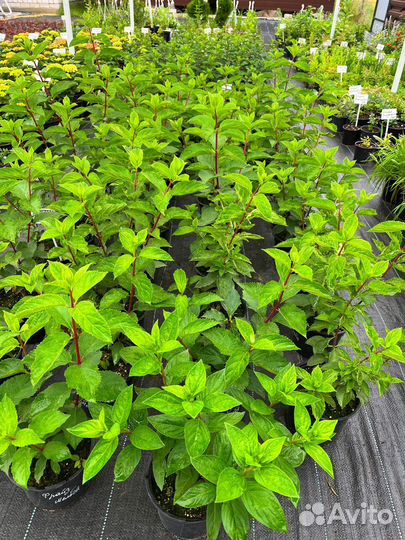 Гортензия метельчатая