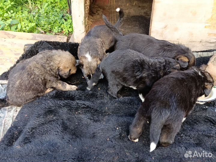 Щенки.Свирепые охранники