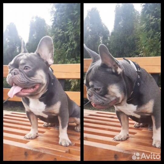 Лилак тан плюс Изабелла