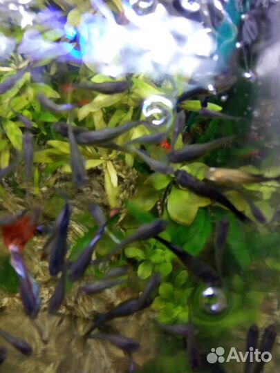 Живородящие аквариумные рыбки