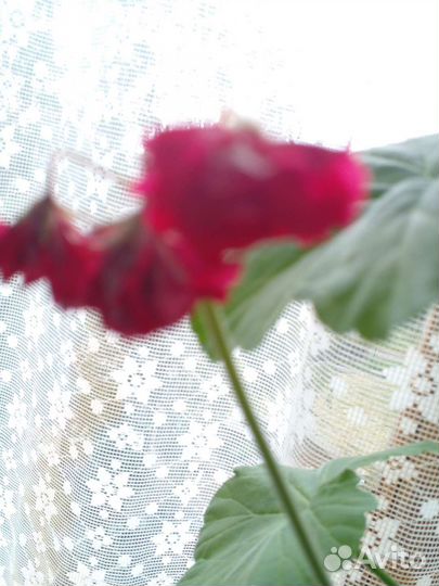 Герань пеларгония