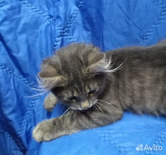 А-ля мей-кун - Грей - добрый серый мальчик 2.5 мес