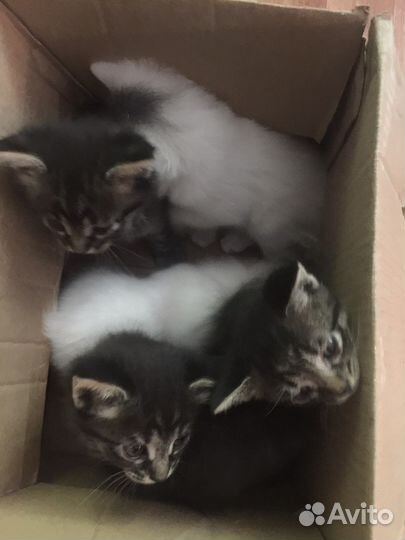 Котята в добрые руки