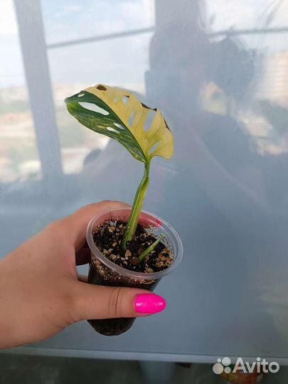 Монстера адансона вариегатная