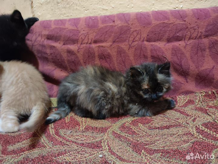 Котята в добрые руки бесплатно