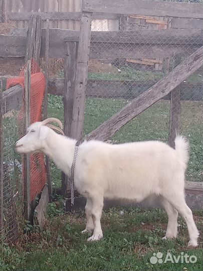 Коза молочная
