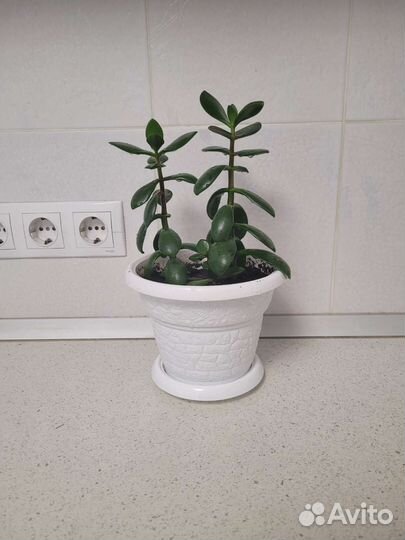 Денежное дерево