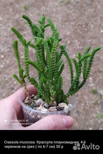 Суккуленты 4