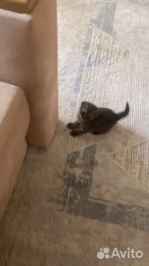 Отдам котенка в добрые