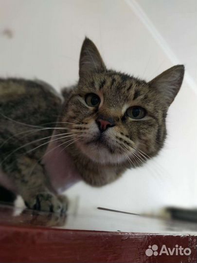 Отдам кошечку