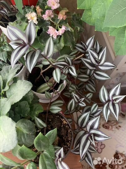 Традесканция зебрина