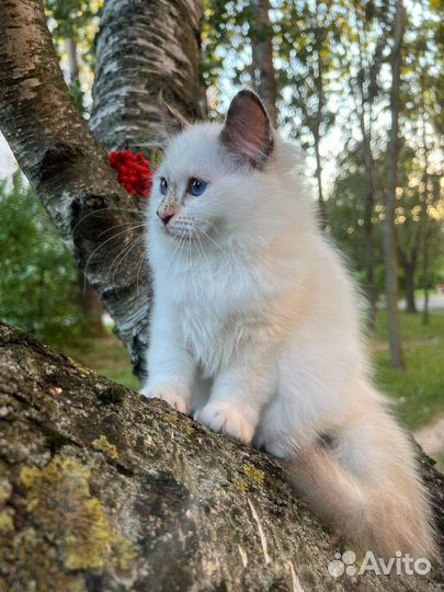 Котята священная бирма