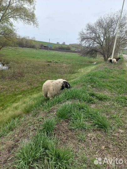 Курдючные баран