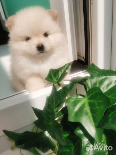 Щенки померанского шпица медвежьего типа